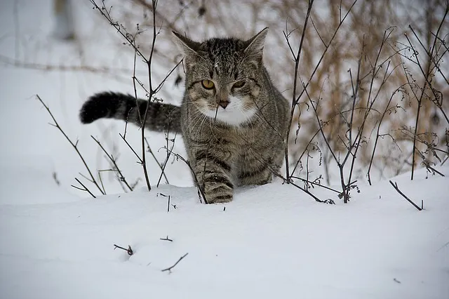 Une collecte pour les animaux abandonnés