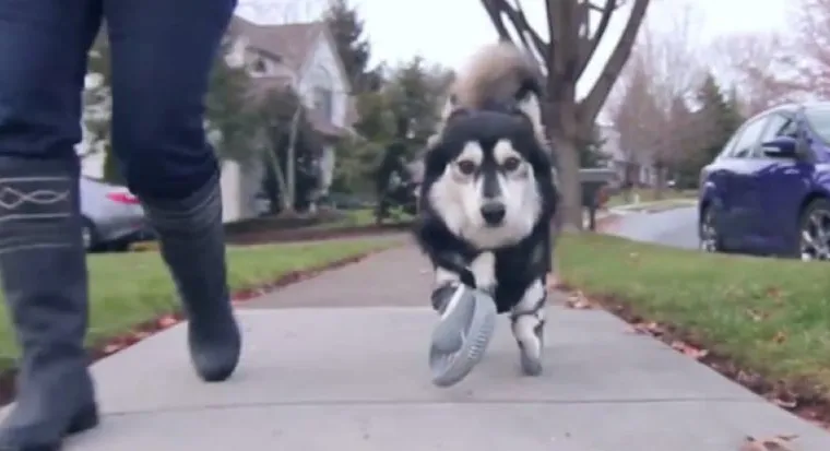 Ce chien court avec des prothèses