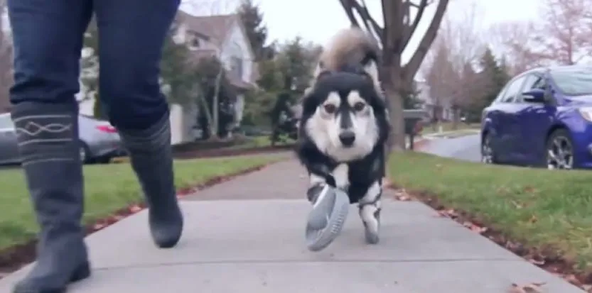 Ce chien court avec des prothèses