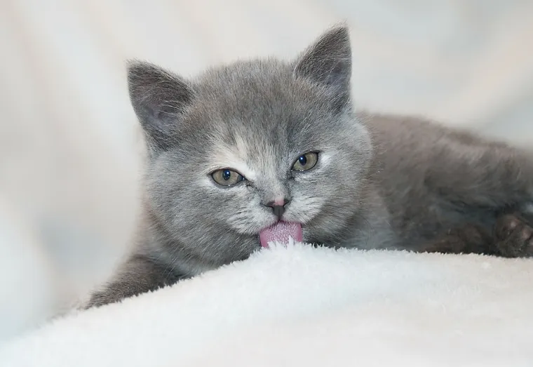 Bien nourrir un chaton