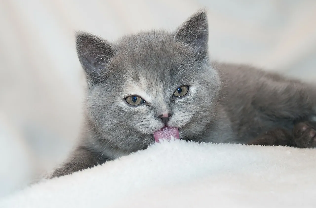 Bien nourrir un chaton