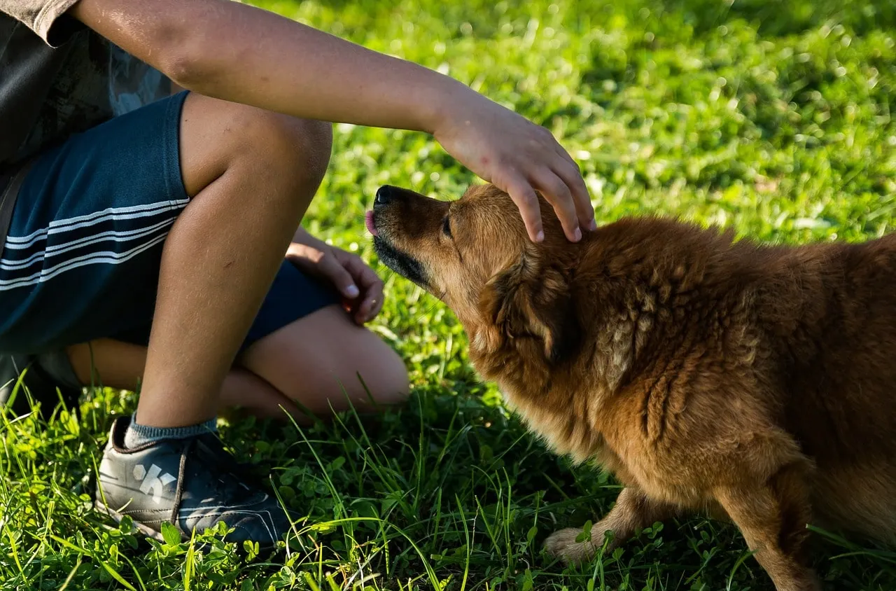 Apprenez à bien caresser votre chien
