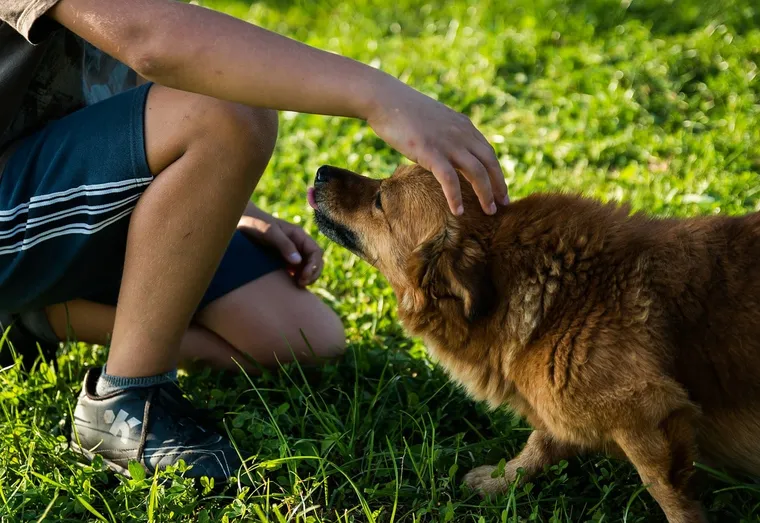 Apprenez à bien caresser votre chien