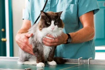 assurance pour chat