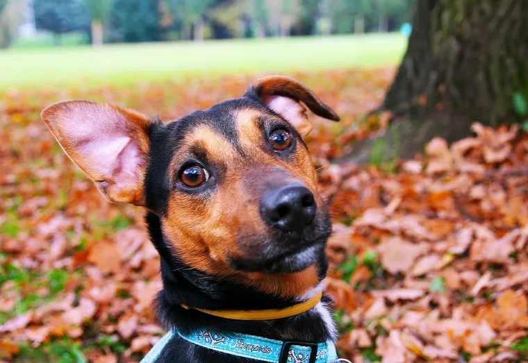 Bien choisir son collier pour chien