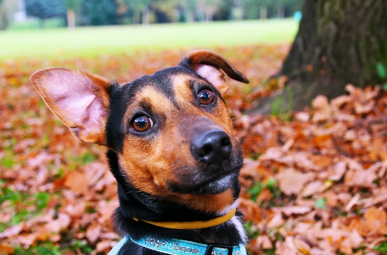 Bien choisir son collier pour chien