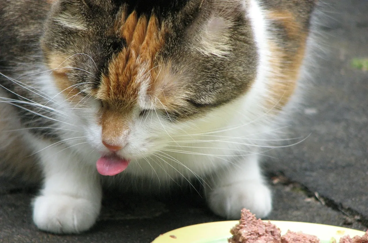 Comment faire maigrir son chat ?