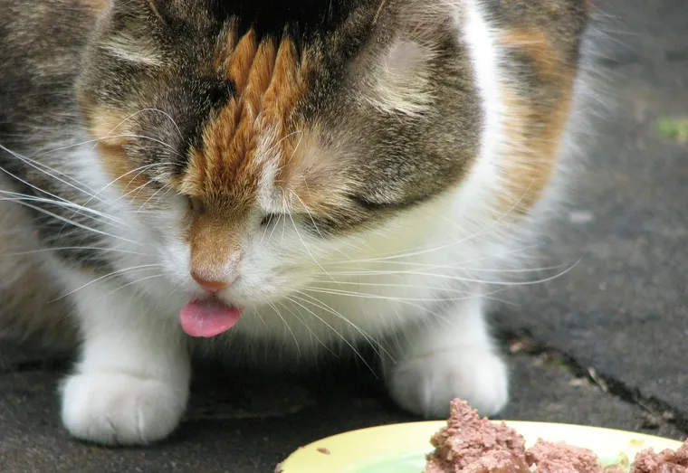 Comment faire maigrir son chat ?
