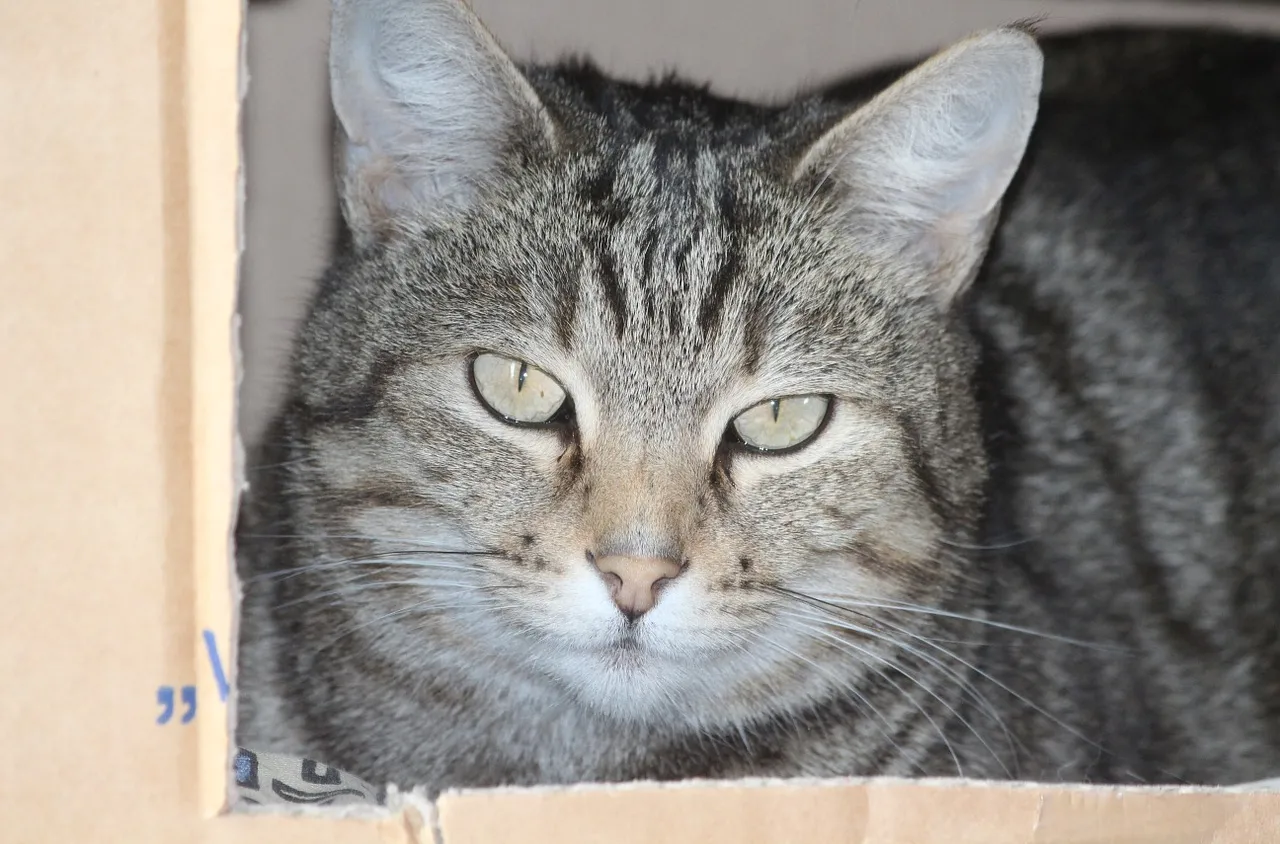 Les chats et les boîtes, une grande passion
