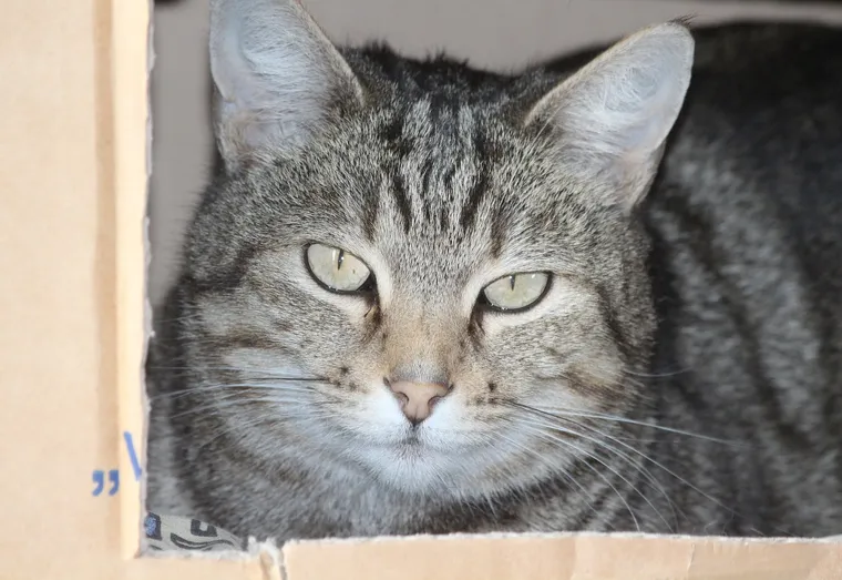 Les chats et les boîtes, une grande passion