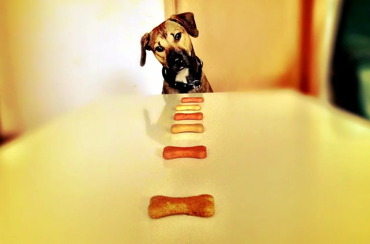 Cuisinez des friandises délicieuses pour votre chien