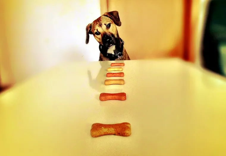 Cuisinez des friandises délicieuses pour votre chien