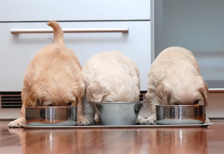 Recette maison pour les chiens