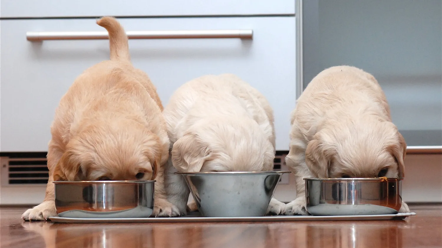 Recette maison pour les chiens