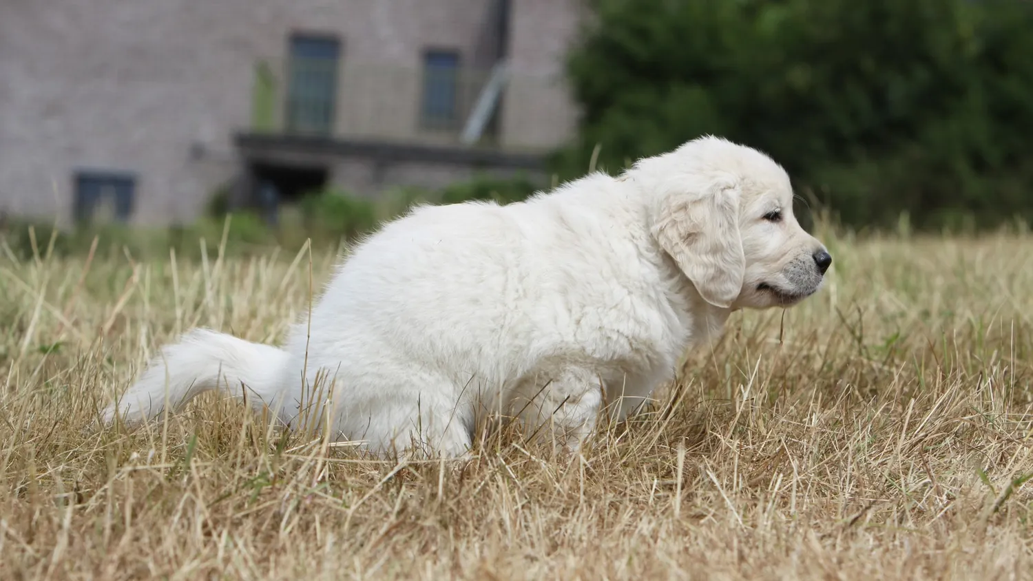 La diarrhée chez le chien