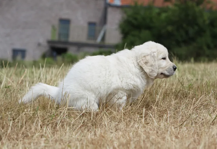 La diarrhée chez le chien