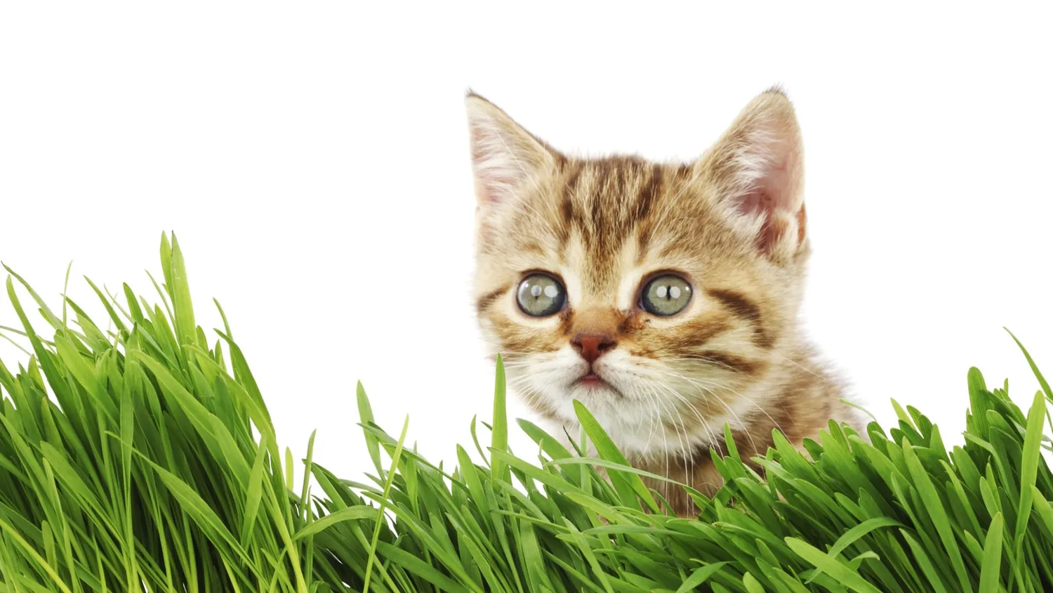 Nepeta Cataria ou Herbe à chat