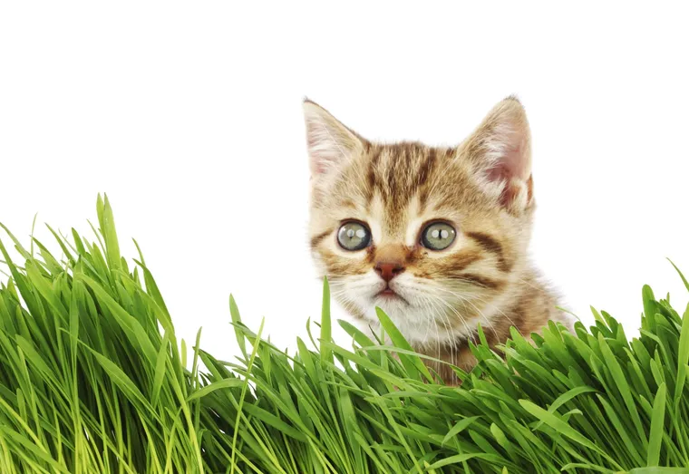 Nepeta Cataria ou Herbe à chat