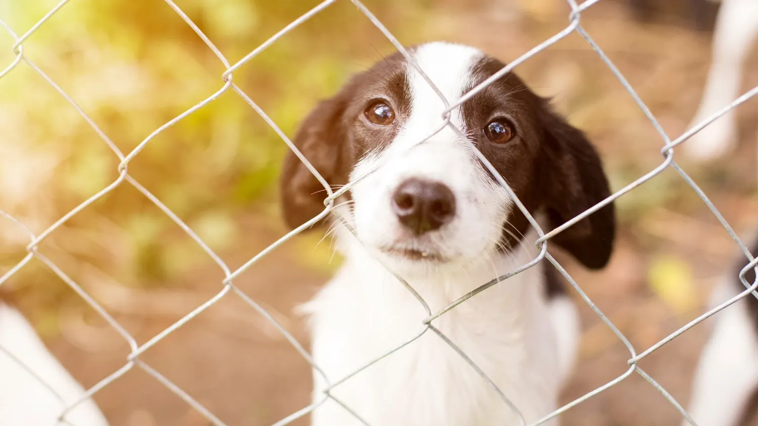 De plus en plus d’adoptions d’animaux abandonnés