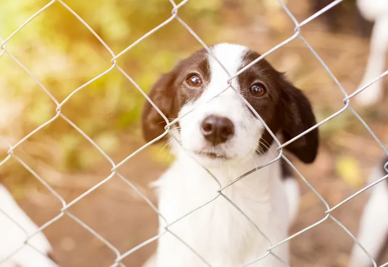 De plus en plus d’adoptions d’animaux abandonnés