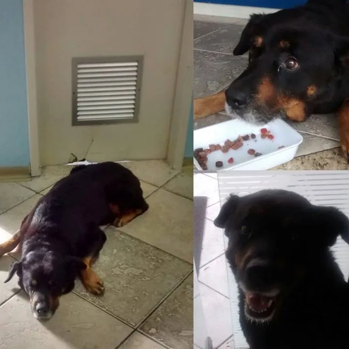 Un Rottweiler attend 3 semaines  sa maîtresse devant un hôpital