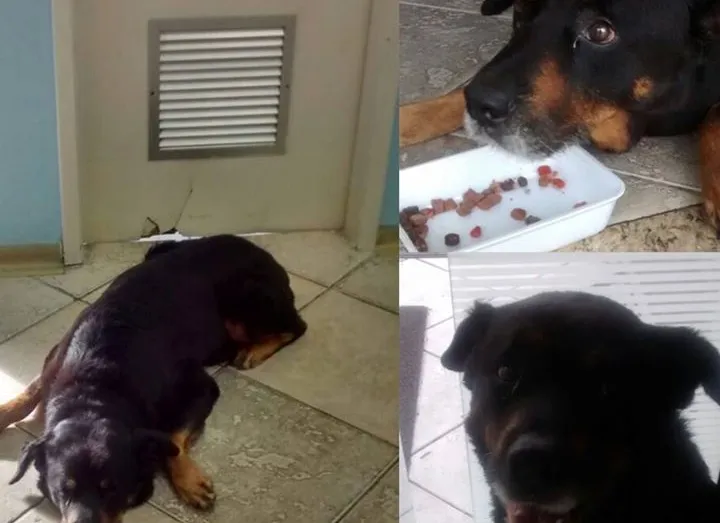 Un Rottweiler attend 3 semaines  sa maîtresse devant un hôpital
