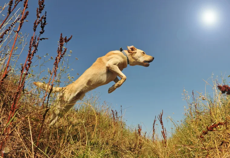 Ce qu’il faut faire lorsque le chien fugue