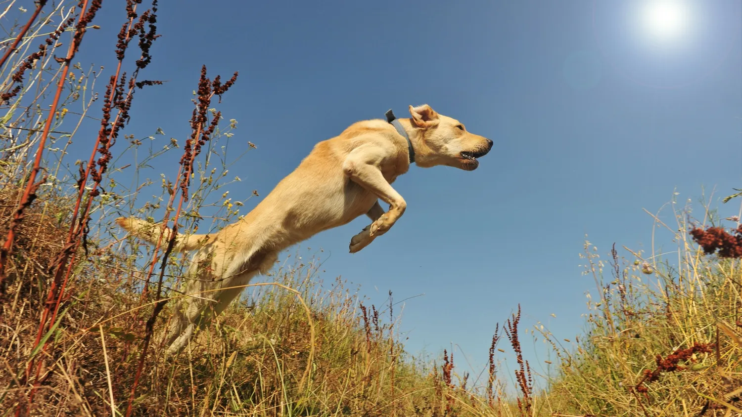 Ce qu’il faut faire lorsque le chien fugue