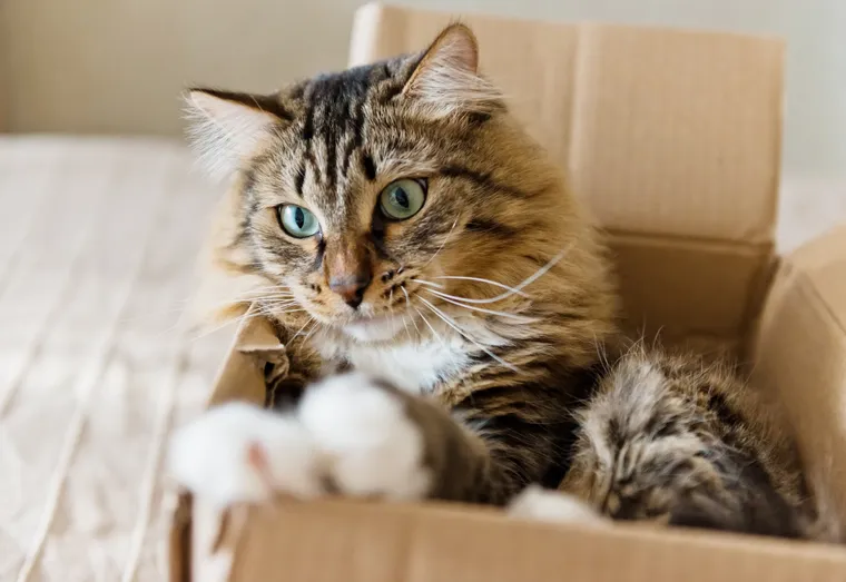 Aider son animal à s’adapter à un déménagement