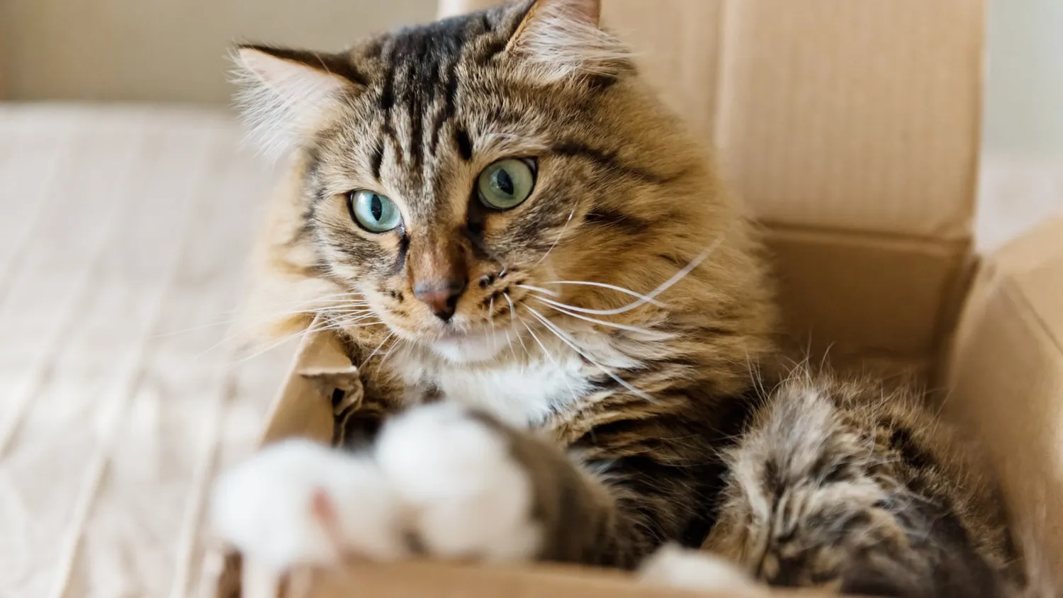 Aider son animal à s’adapter à un déménagement
