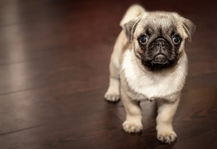 Les besoins nutritionnels d’un chiot