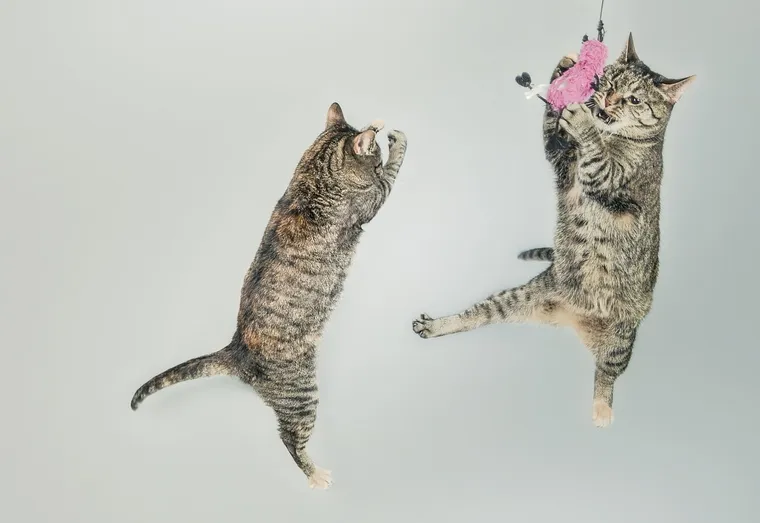 Comment expliquer les étranges comportements du chat