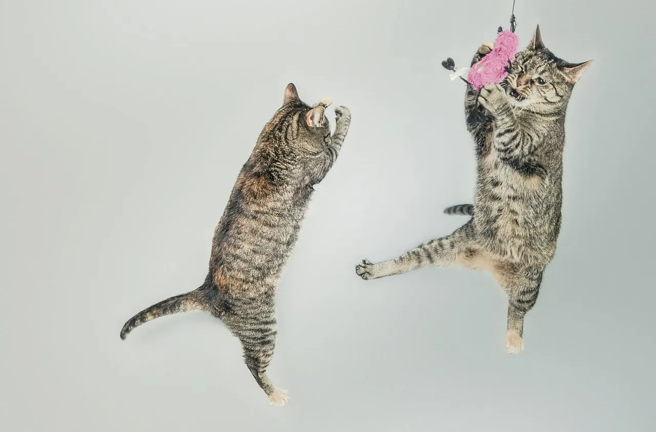 Comment expliquer les étranges comportements du chat