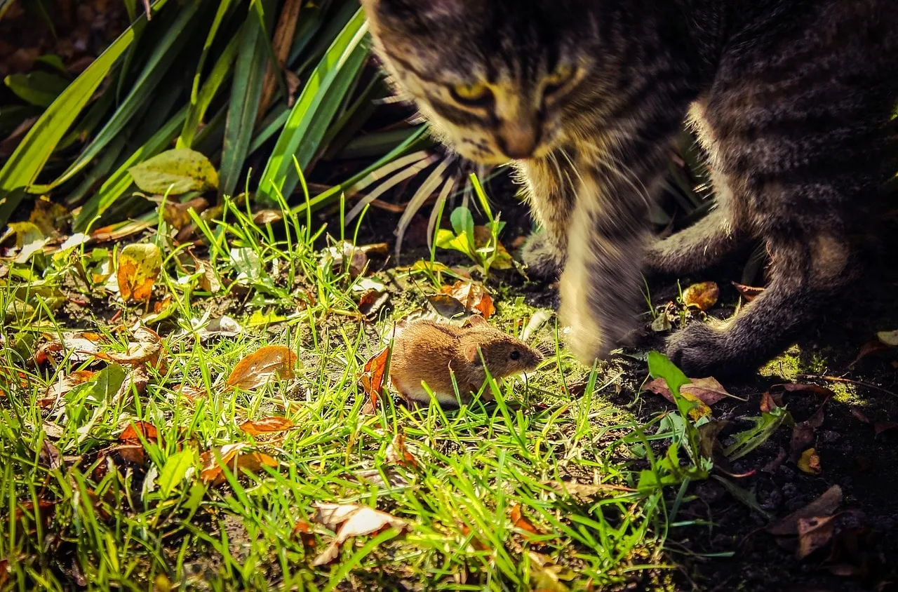 Les plantes à mettre dans son jardin pour son chat