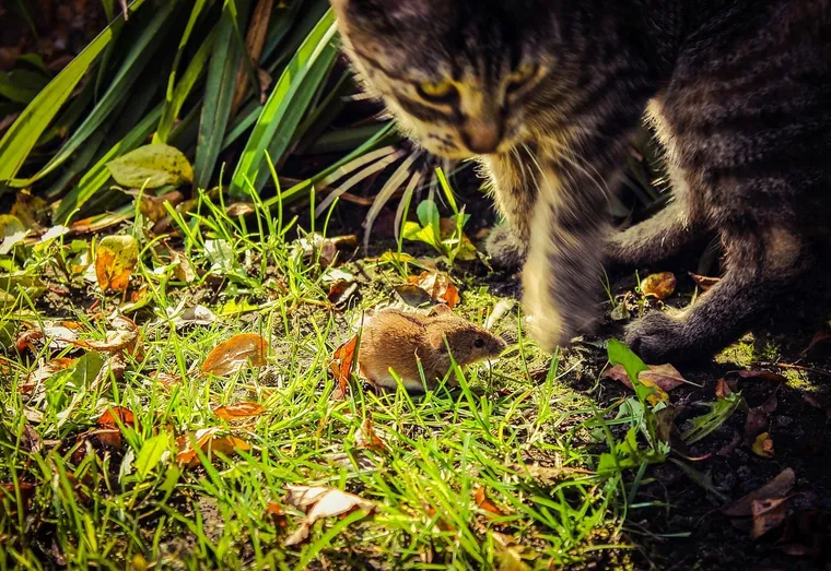 Les plantes à mettre dans son jardin pour son chat