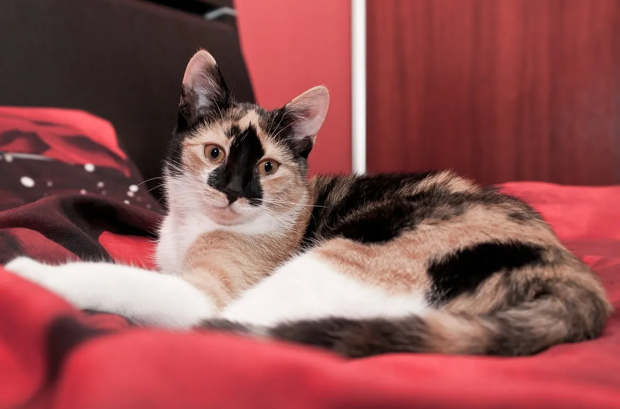 Dormir avec son chat est-il une bonne idée ?