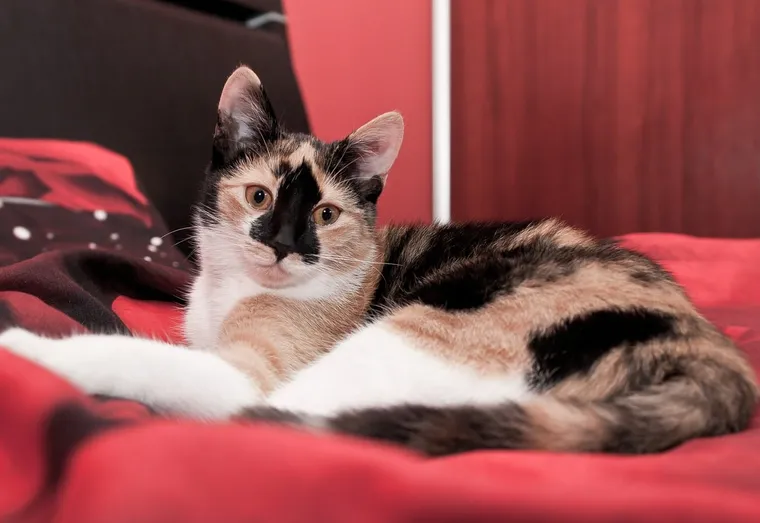 Dormir avec son chat est-il une bonne idée ?
