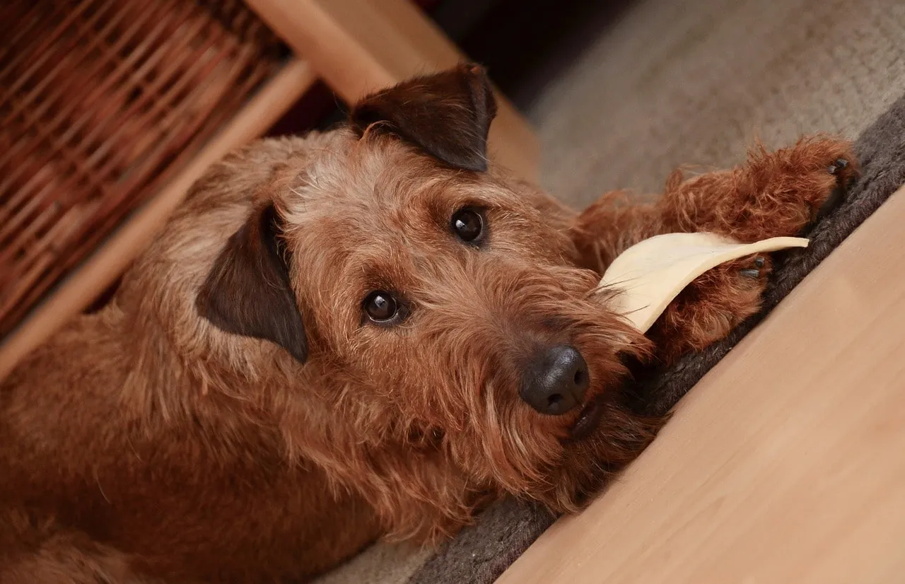 Les préférences alimentaires des chiens
