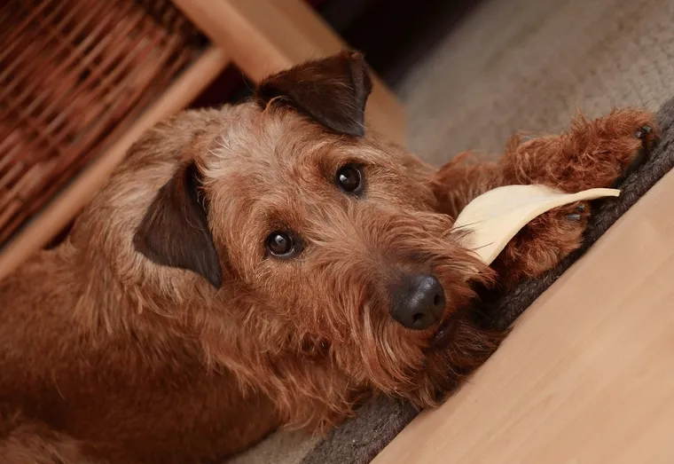 Les préférences alimentaires des chiens