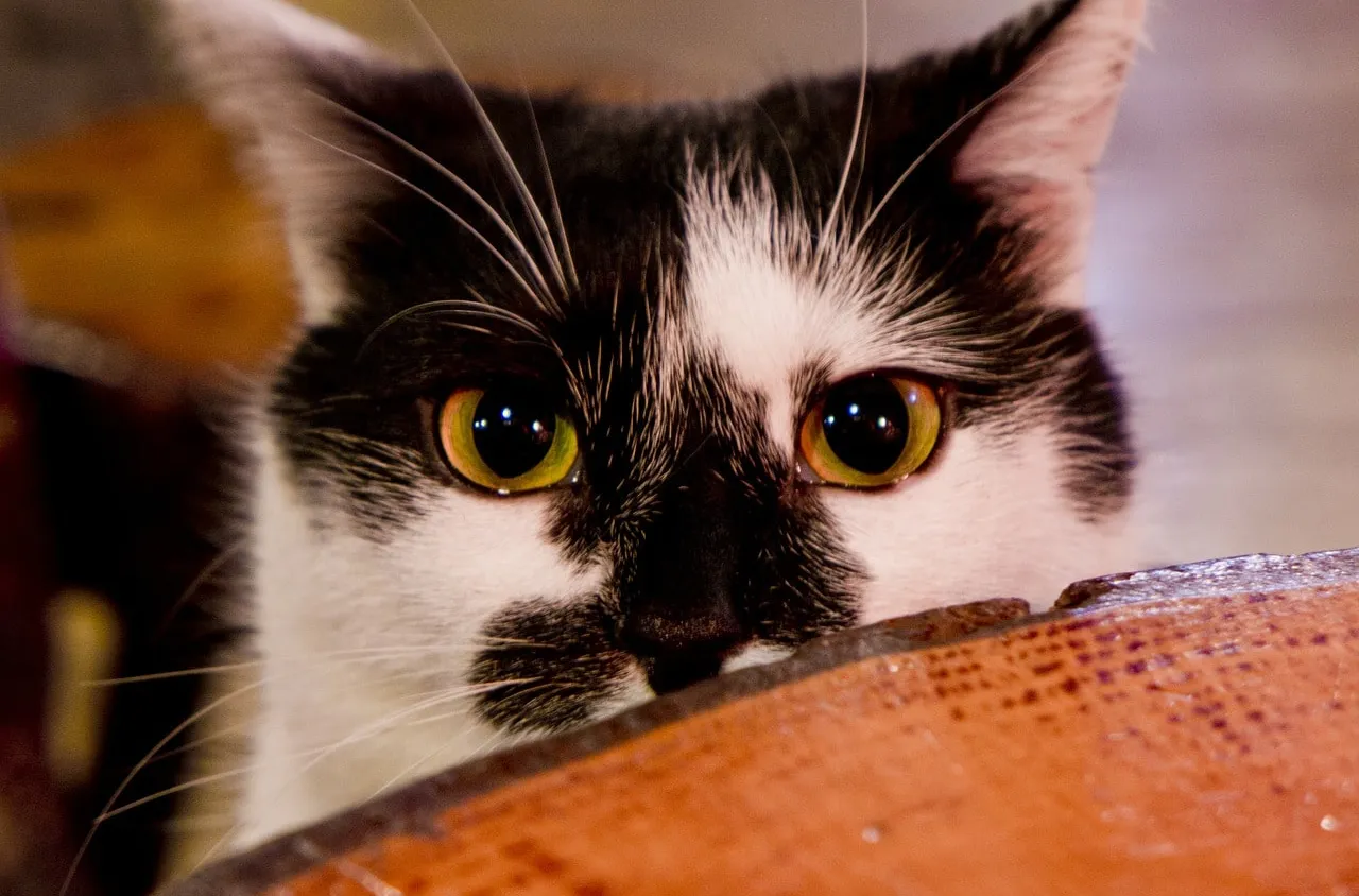 Punir son chat, comment faire?