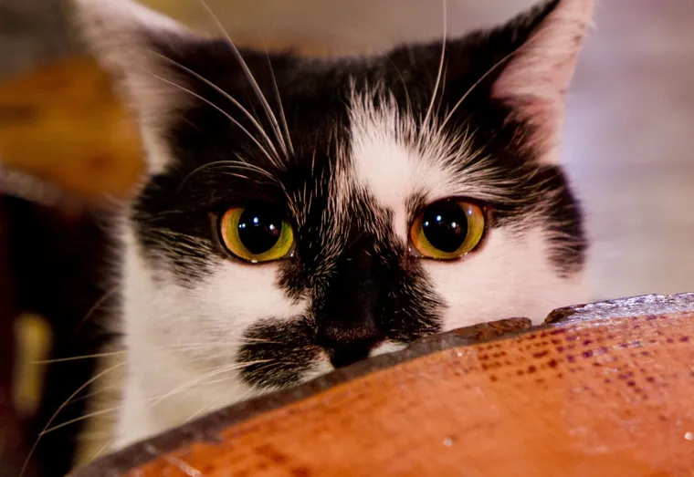 Punir son chat, comment faire?