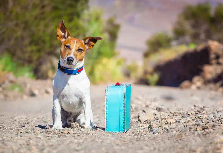 Comment éviter que son chien fugue