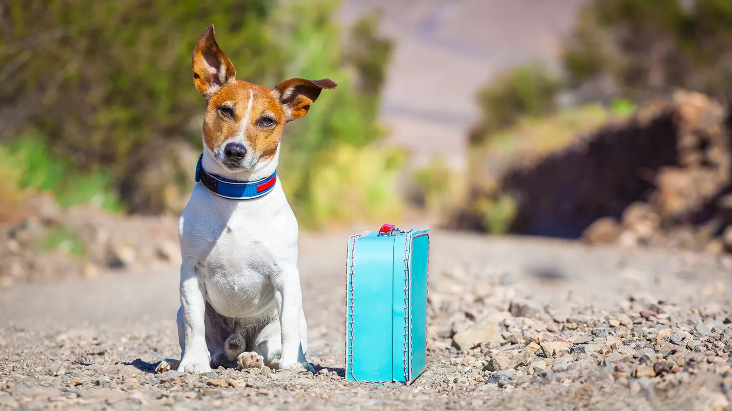 Comment éviter que son chien fugue