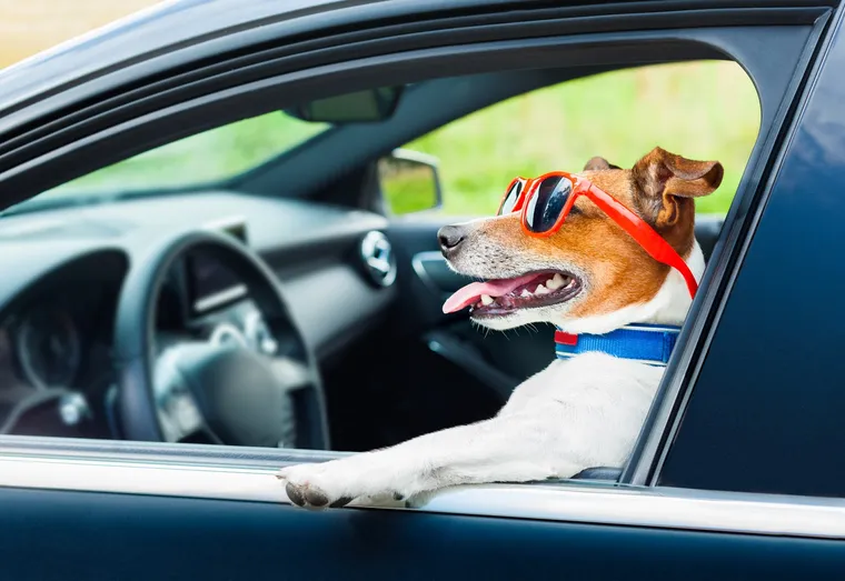 Nos conseils pour partir en vacances avec votre chien