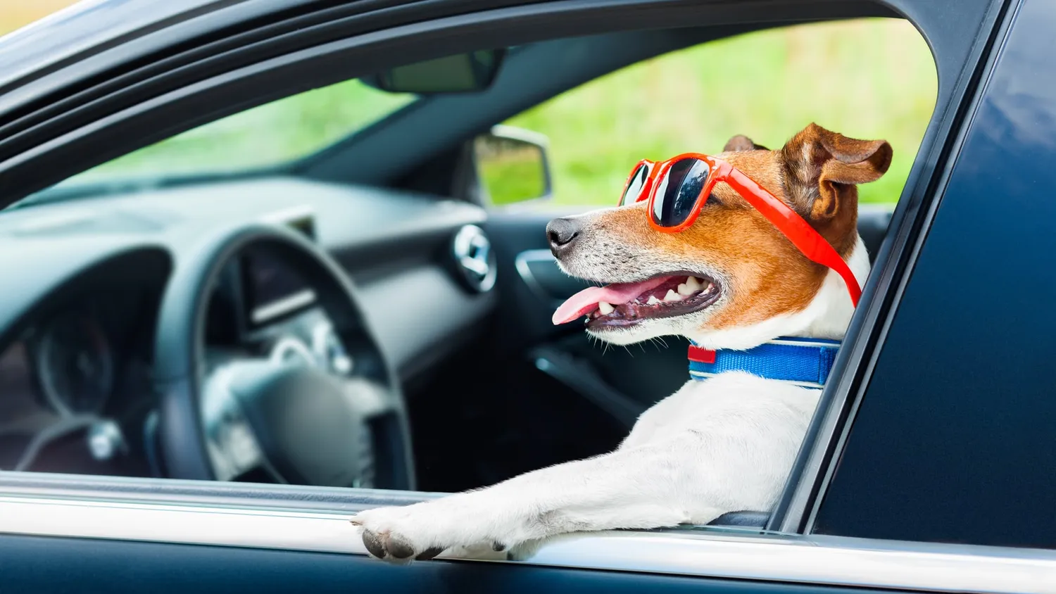 Votre animal de compagnie et les trajets vers les vacances