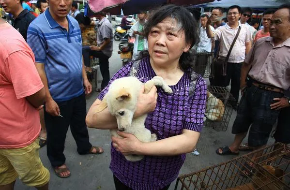 Une Chinoise sauve 100 chiens destinés à terminer en repas