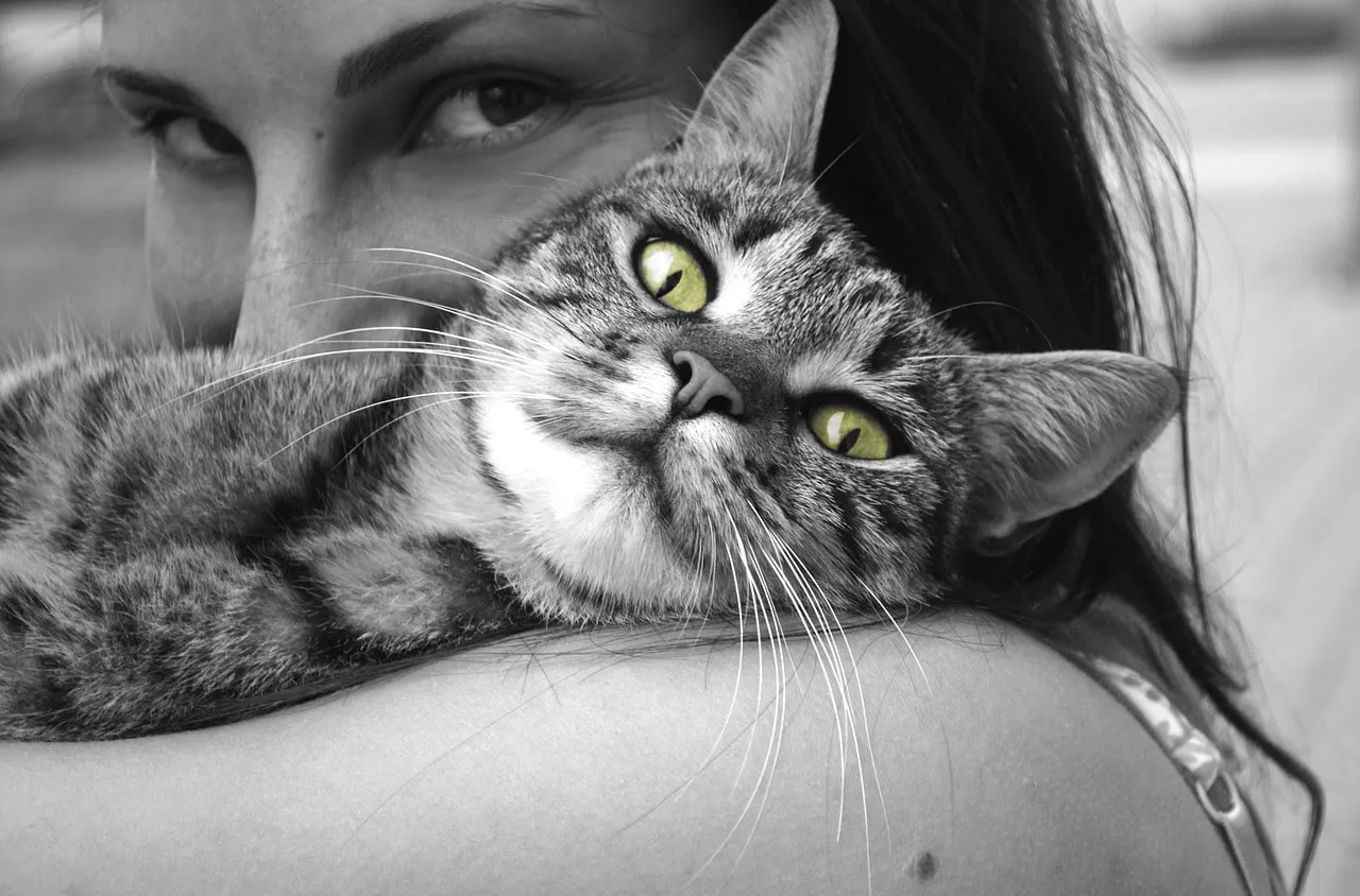 Le chat, un animal indépendant, mais qui ne rechigne pas les câlins