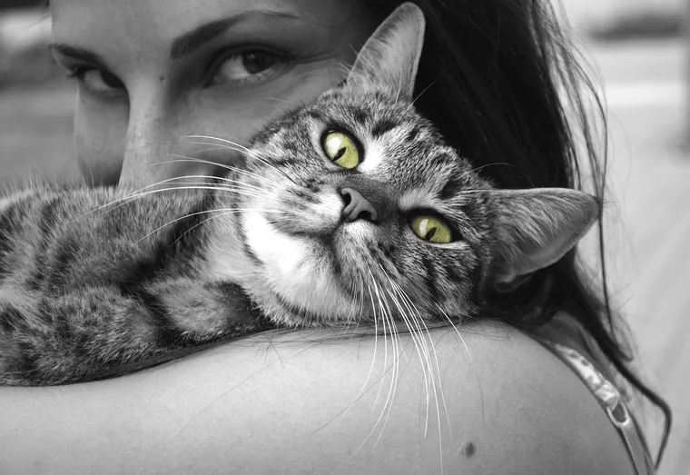 Le chat, un animal indépendant, mais qui ne rechigne pas les câlins