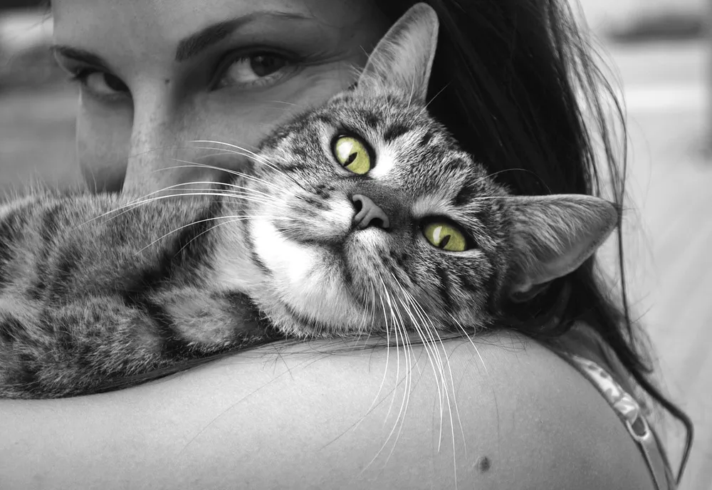 Le chat, un animal indépendant, mais qui ne rechigne pas les câlins