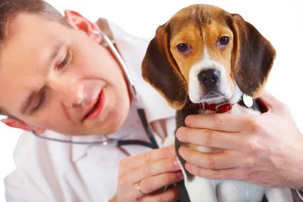 Assurance pour chien